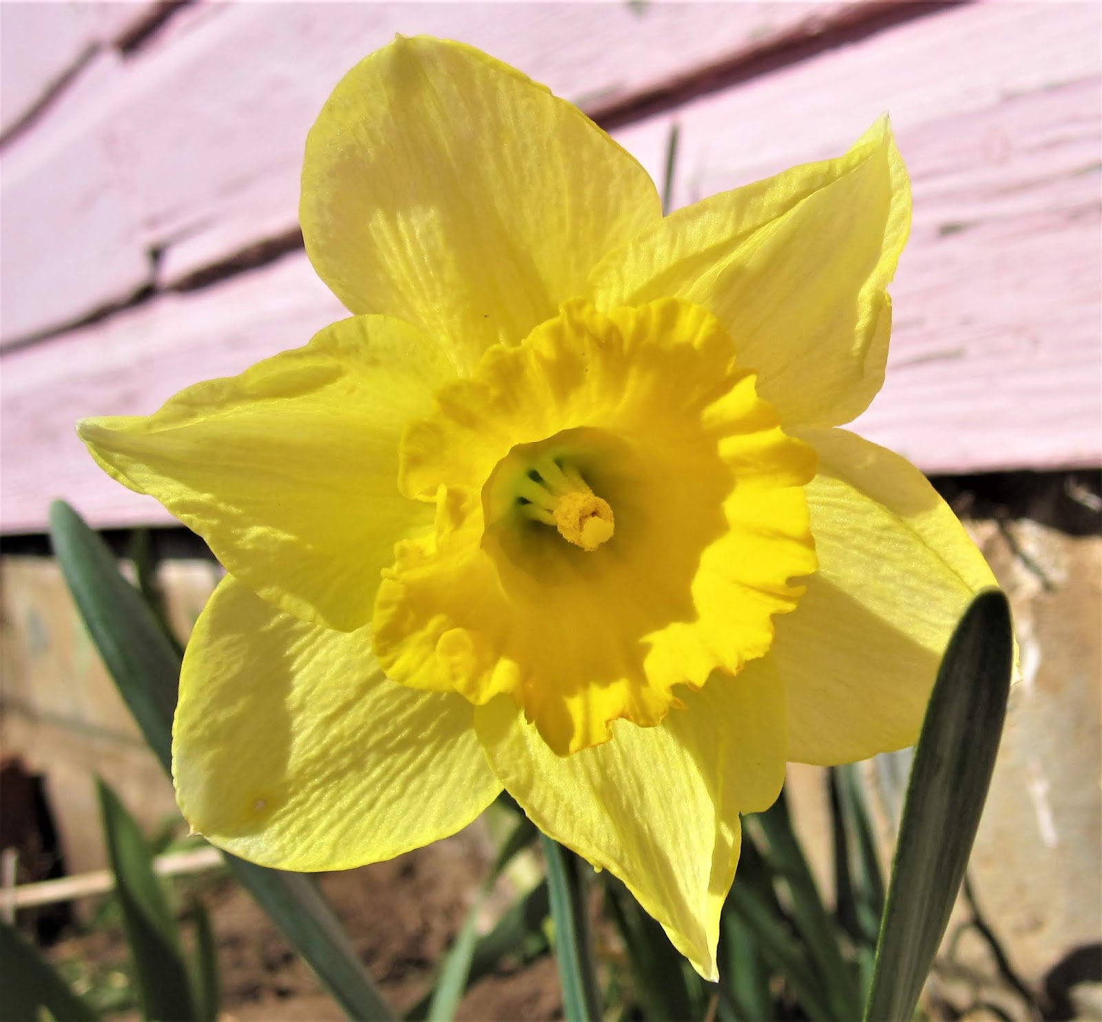Faith_Family_Farm A Daffodil, an Enduring Marriage, and a Greek Martyr