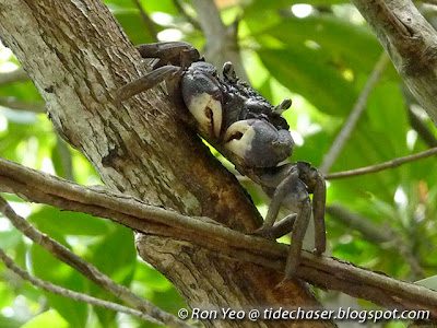 Tree-climbing Crab (Episesarma sp.)