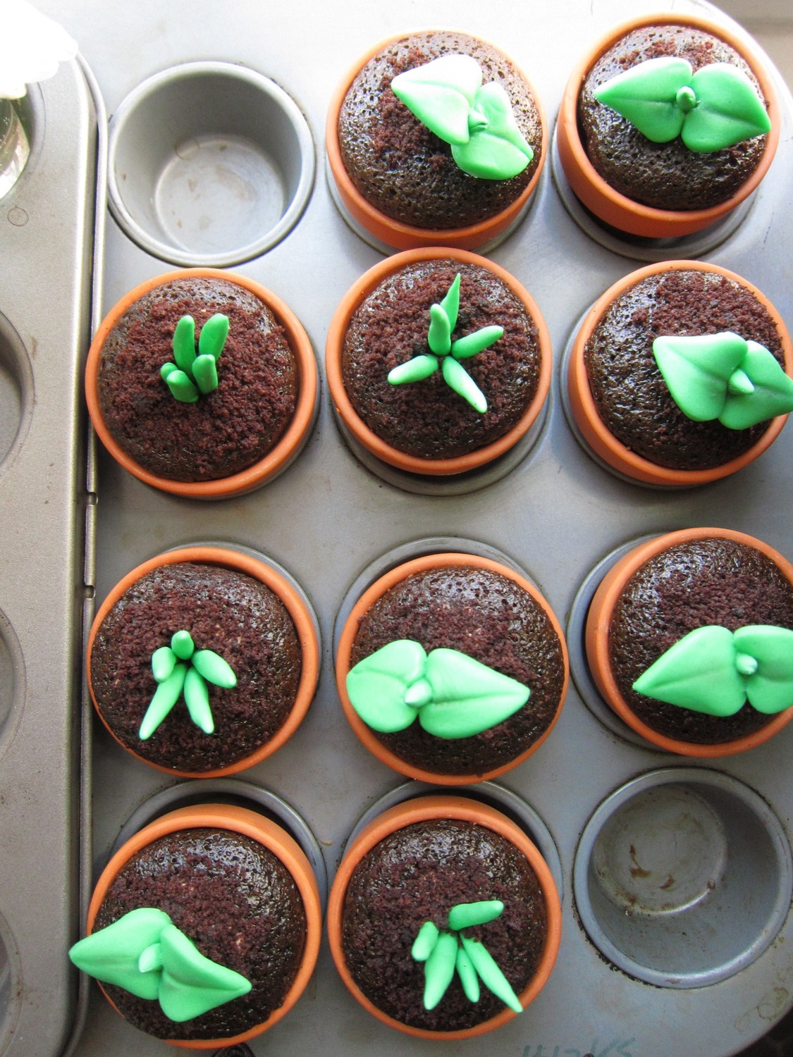 Hum! Plant cupcake・めばえのカップケーキ
