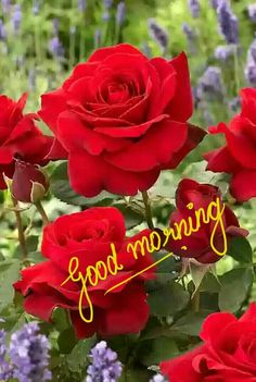 good morning romantic rose