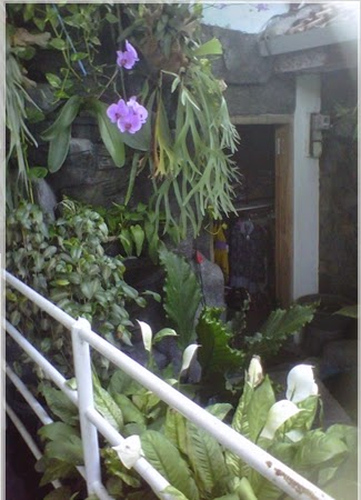 Gambar Anggrek Unggu Di Taman Rumah