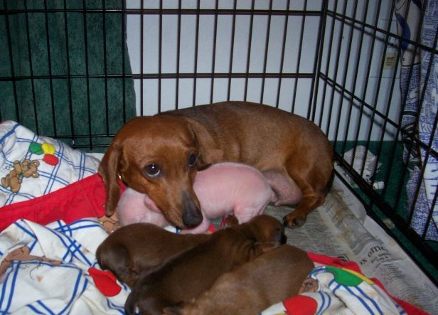 Northeast Boston Terrier Rescue The Dachshund and Pink