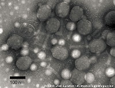 Did 'Suit of Armor' Allow Viruses to Survive on Ancient Mars?