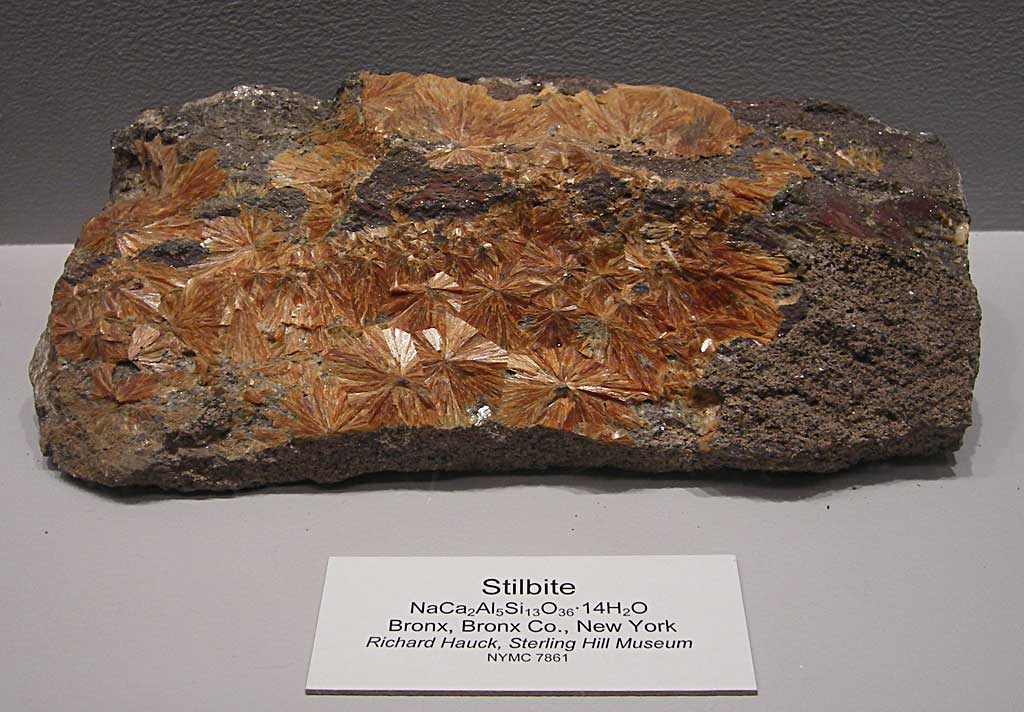 Louisville Fossils and Beyond New York State Museum