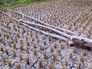 Azadirachta Indica Tree Trunks Cut Down After The Rice Fields Harvested, Ringdikit, Buleleng, North Bali, Indonesia