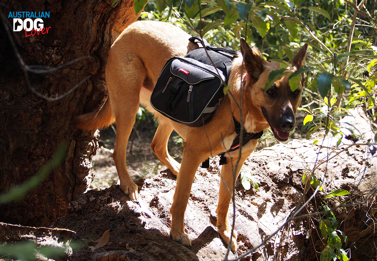 EzyDog Summit Backpack for Dogs Review Australian Dog Lover