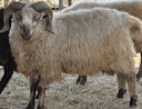 Berikut cara atau tips dalam Menjaga Kesehatanternak Domba peliharaan