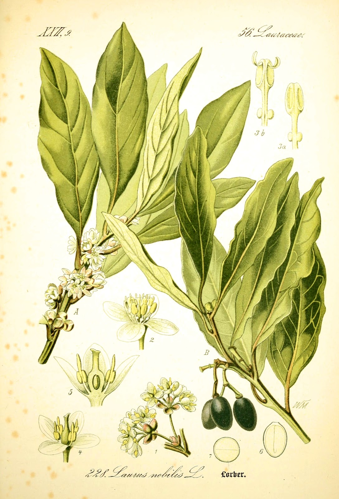 Biodiversity Heritage Library for Europe Spice of the Week Bay leaf