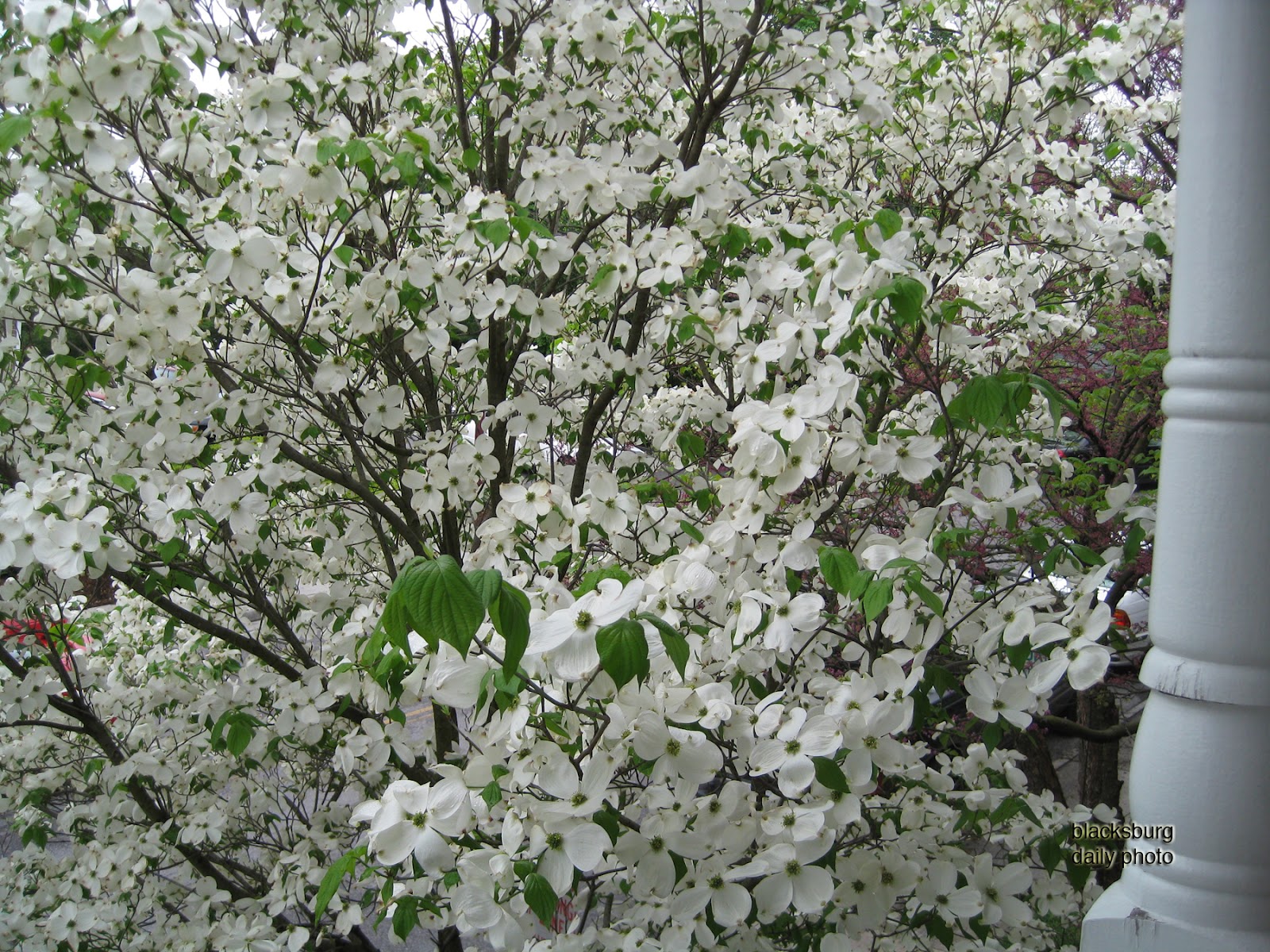 Kousa Dogwoods