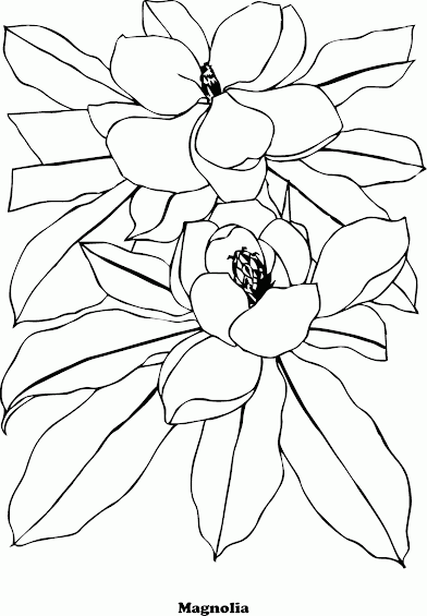 Mewarnai Gambar Bunga Magnolia - Contoh Anak PAUD