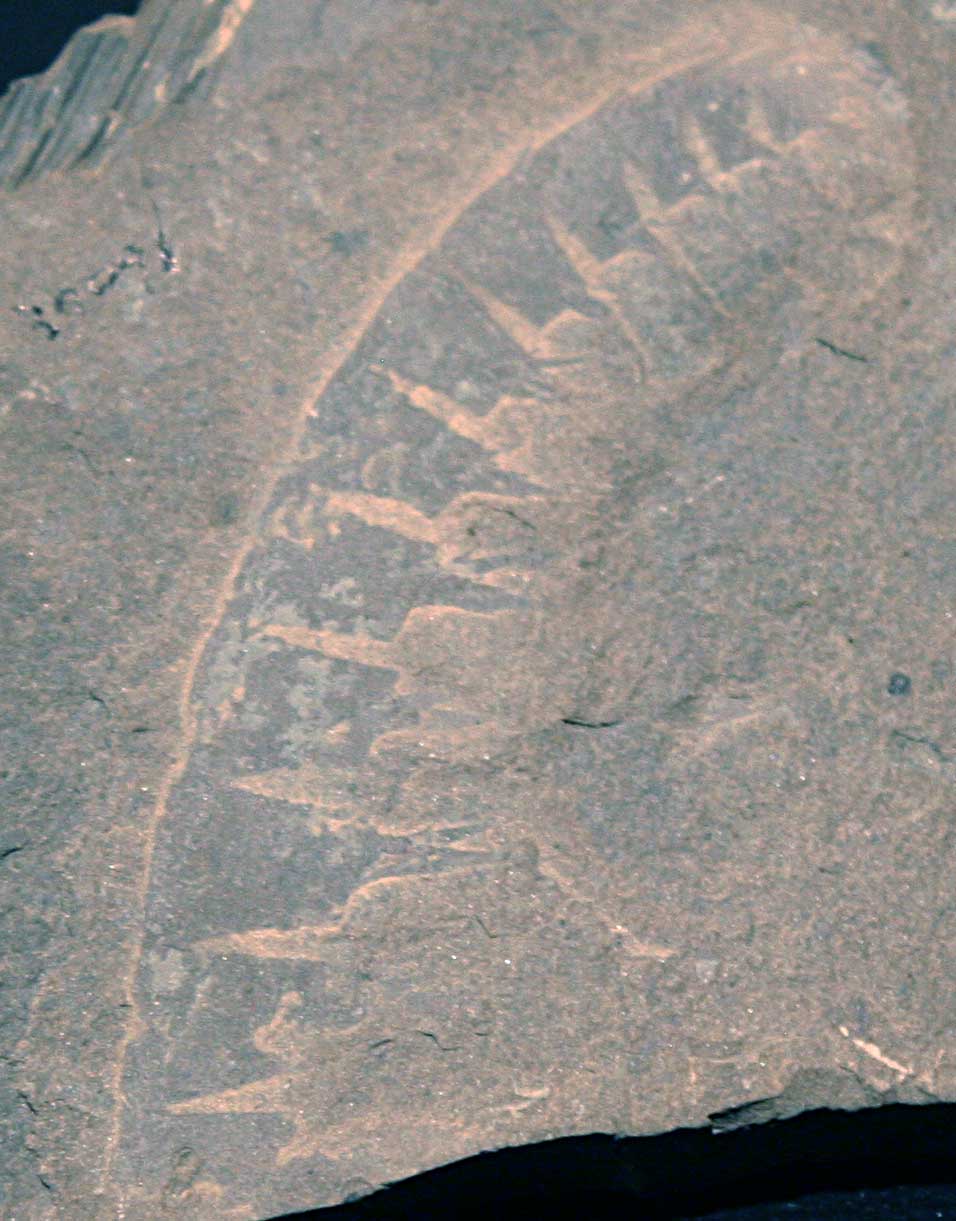 Louisville Fossils and Beyond Anomalocaris canadensis Cambrian Fossil