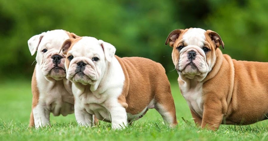 Detroit Bulldog Rescue