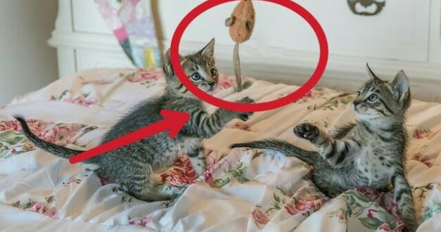 Cara Membuat Mainan Kucing Sendiri di Rumah yang Sederhana Cara Membuat Mainan Kucing Sendiri di Rumah yang Sederhana