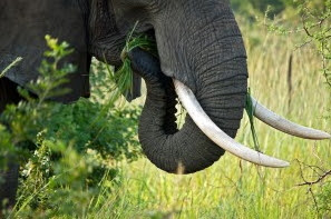 55 elephant tusks seized smugglers nigeria cameroon border
