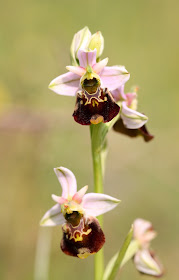 Late Spider Orchid - Kent