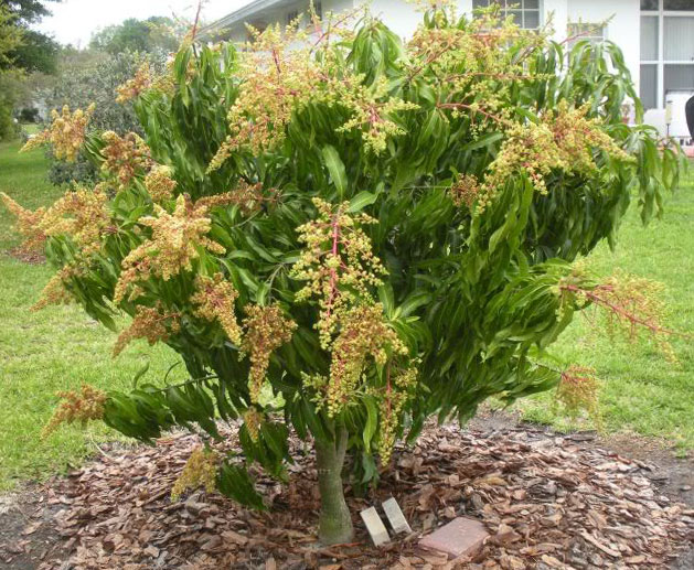 Cara Menanam Mangga Agar  Cepat  Berbuah Juru Kebun