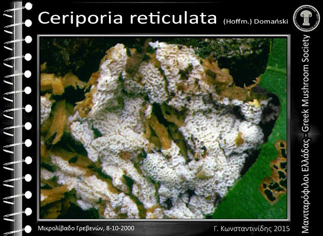 Ceriporia reticulata (Hoffm.) Domański