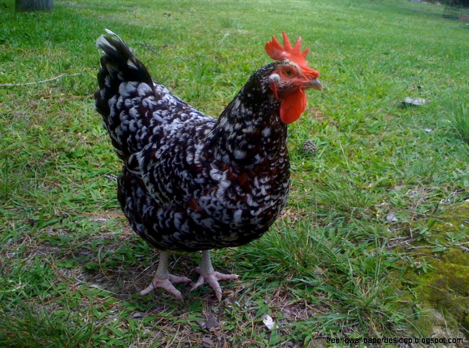 Speckled Sus Chicken Breed