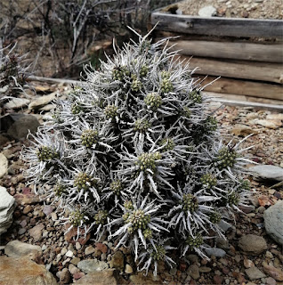 Euphorbia multiceps ssp. tanquana - Karree Rivier