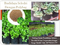 Panduan Langkah Budidaya Seledri Paling Jitu, Agar Panen Melimpah!