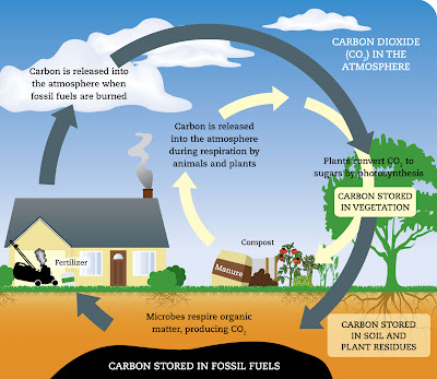 Kitar Karbon dalam Fotosintesis : Faktor-Faktor Yang Diperlukan dan Kepentingannya
