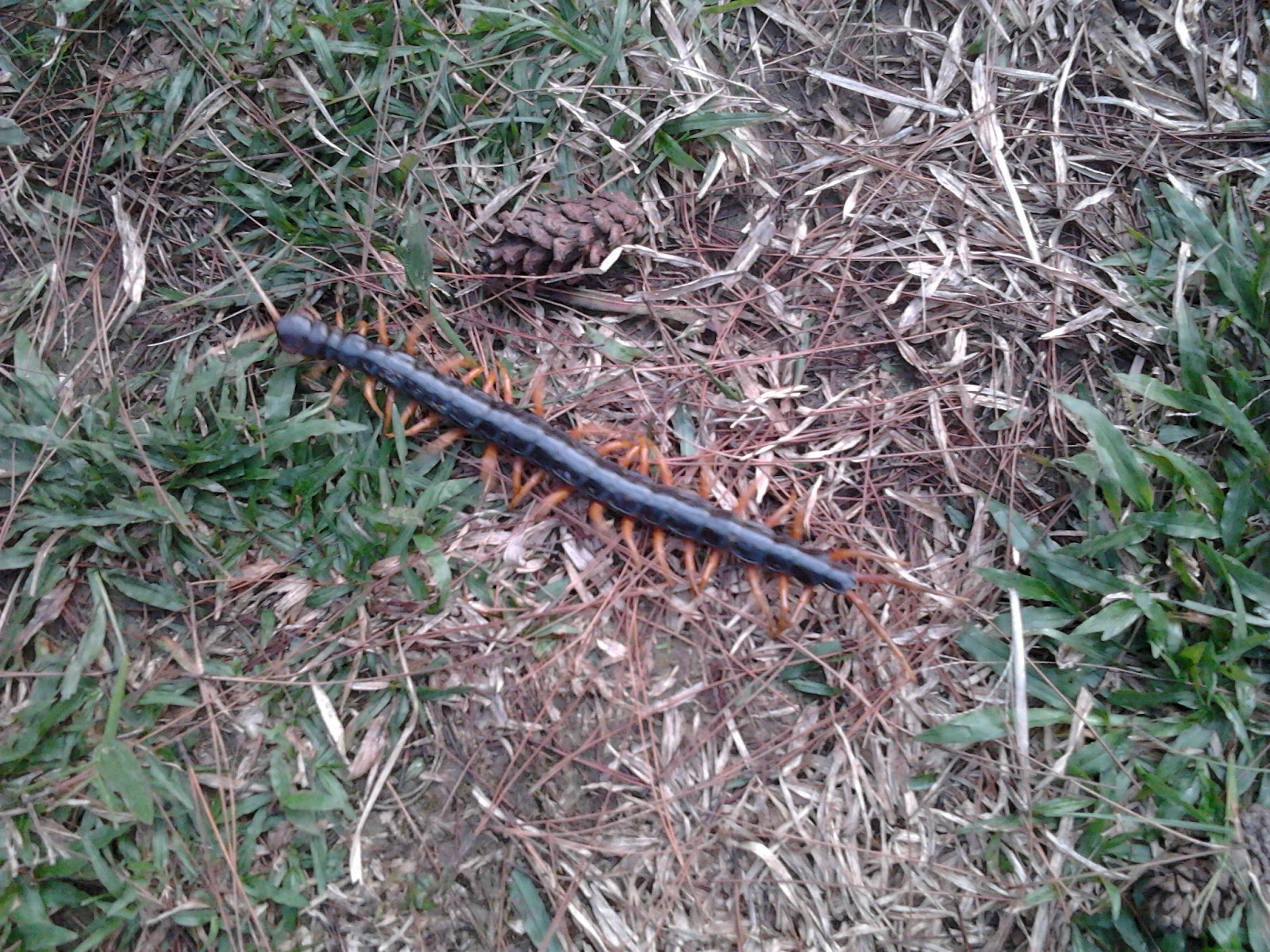 5 Abroad: Camping at Taman Wisata Alam Gunung Pancar