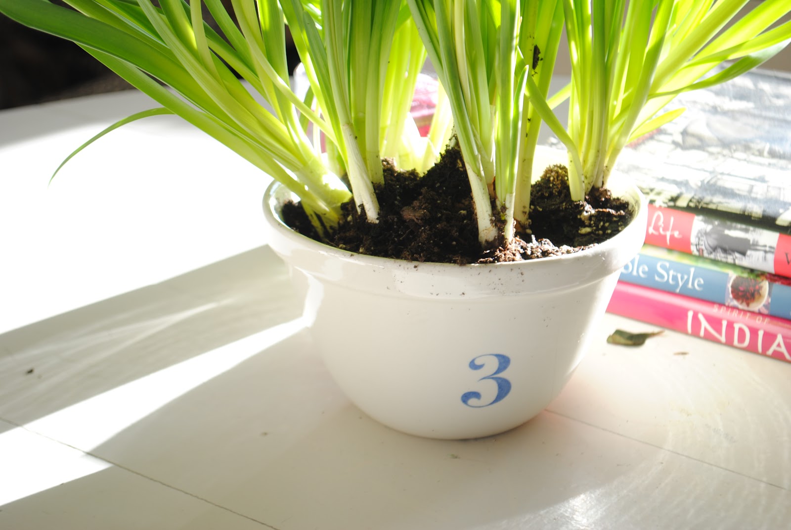 RAZMATAZ Flowers In The House