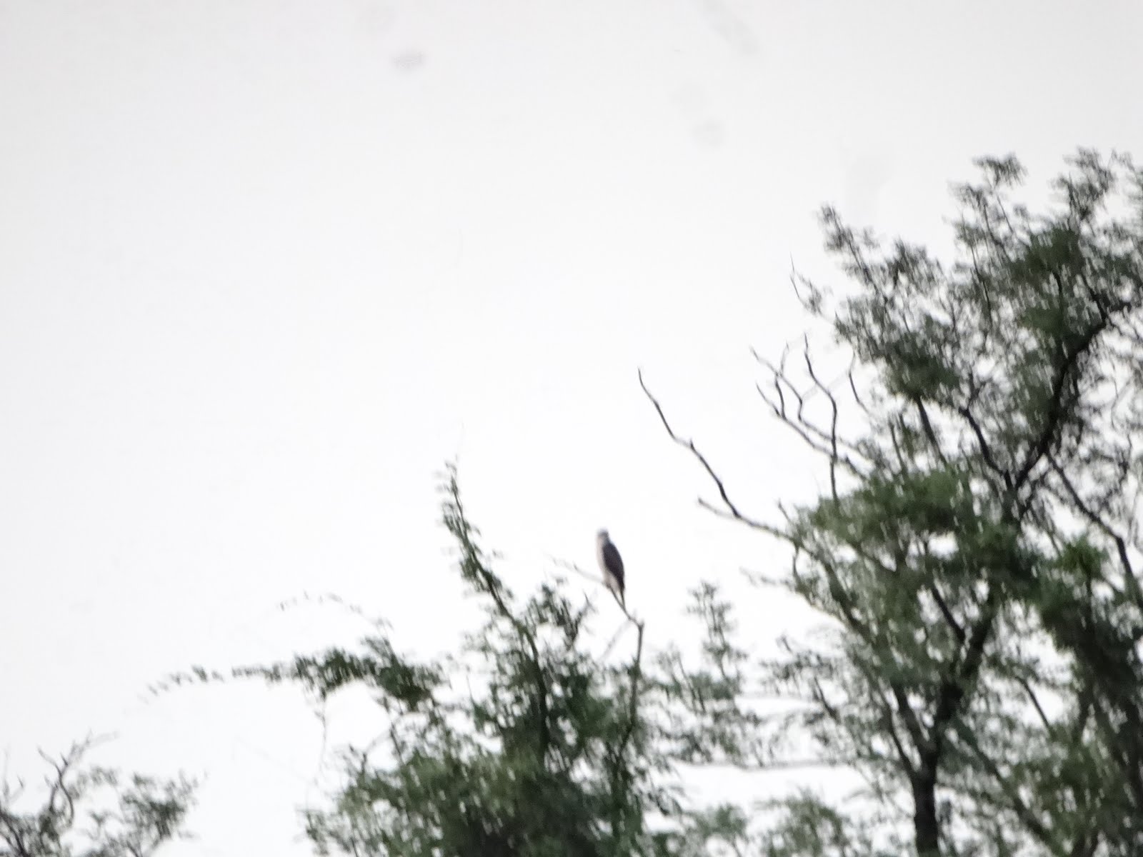 身近な自然 8月 2019