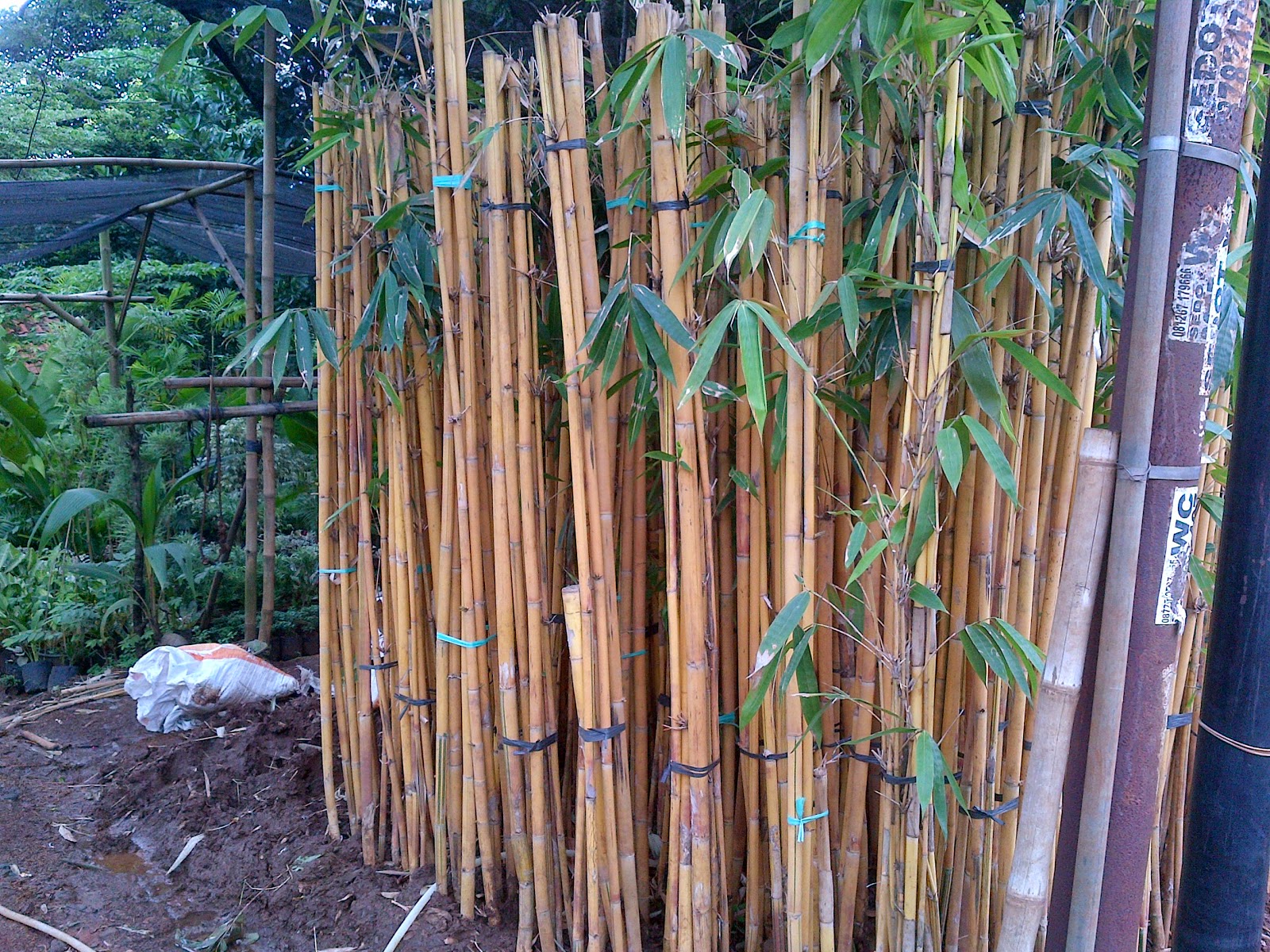 jual bambu panda | bambu kuning