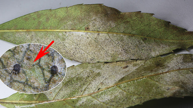 Phyllactinia fraxini