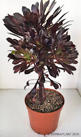 Plantas crasas, aeonium arboreum zwartkop