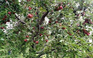 Apple picking at Stribling Orchard