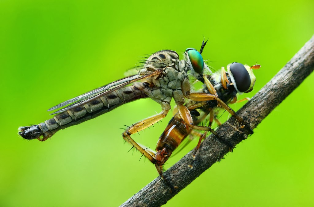 Using Close Up Lenses / Filters for Macro Photography Technology Share