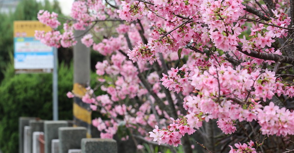 台中豐原|公老坪|粉紅富士櫻|豐原陽明山也有很多櫻花可以賞