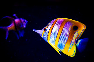 Science: Animals with Scales