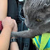 EMOCIONANTE! GATO SEGURA A MÃO DO DONO MOMENTOS ANTES DE SUA MORTE