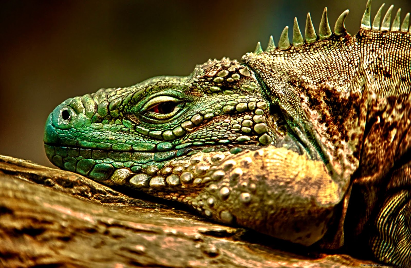Iguana Face
