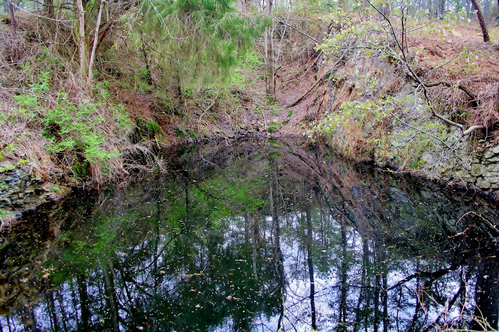 Natural MidAtlantic PA Nottingham Serpentine Barrens, Chester Co.