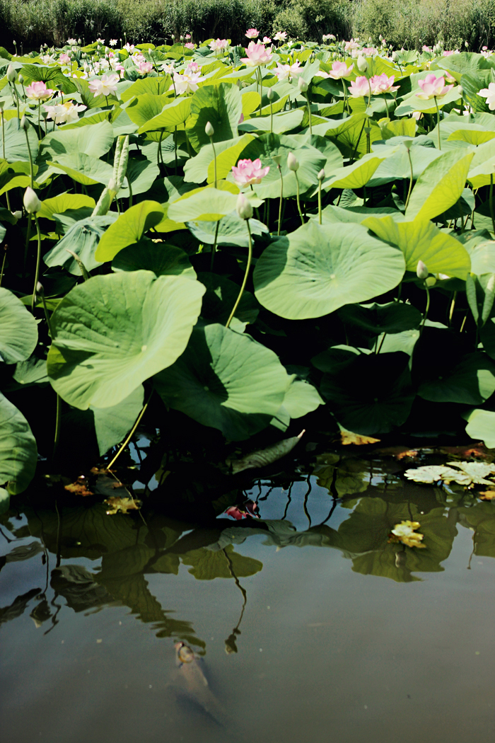 L'Étang Fontmerle Lotus pond Mougins