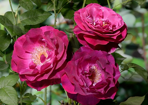 Wild Blue Yonder rose сорт розы фото  
