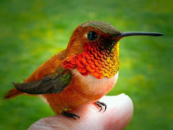 hummingbird hummingbirds golden orange sitting amazing human facts looking smaller than incredible finger while