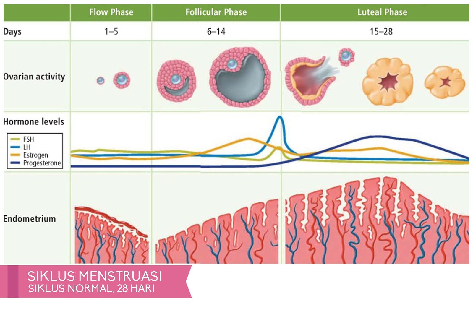 Menjaga Kebersihan &amp; Kesehatan saat Menstruasi | ROOSVANSIA