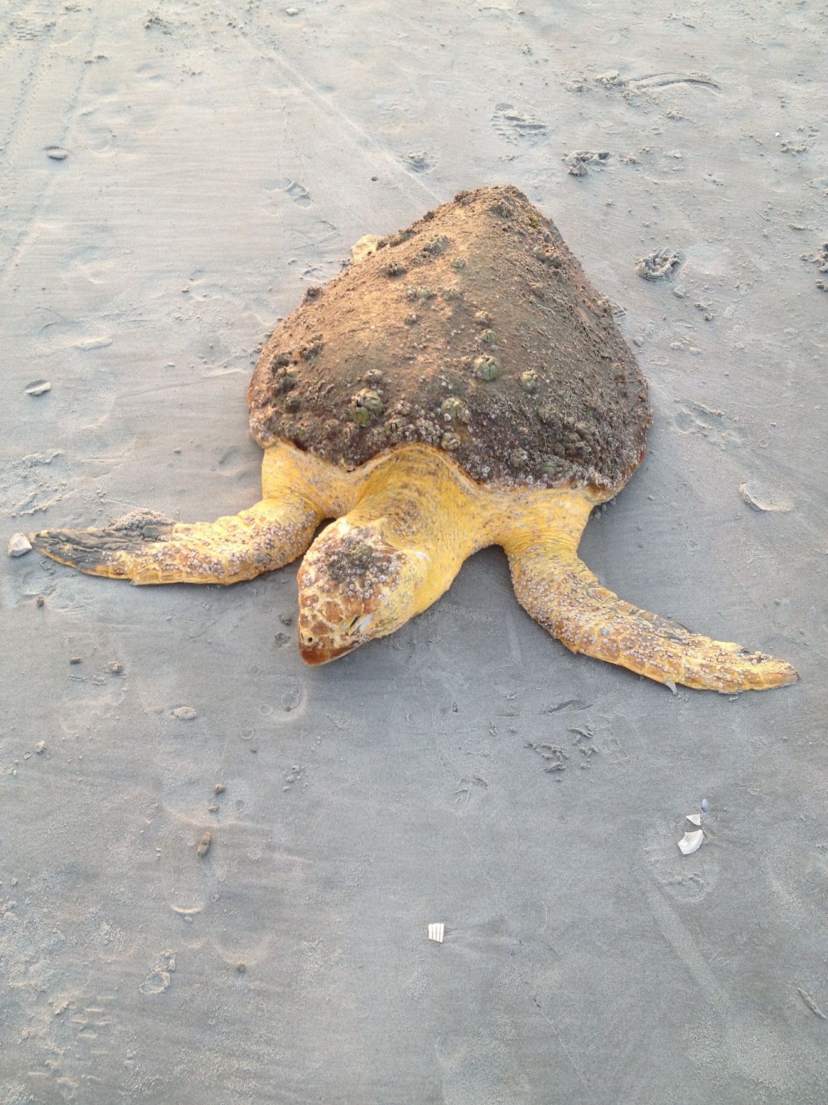 NORTH MYRTLE BEACH SEA TURTLE PATROL Stranded TurtleSaturday Morning