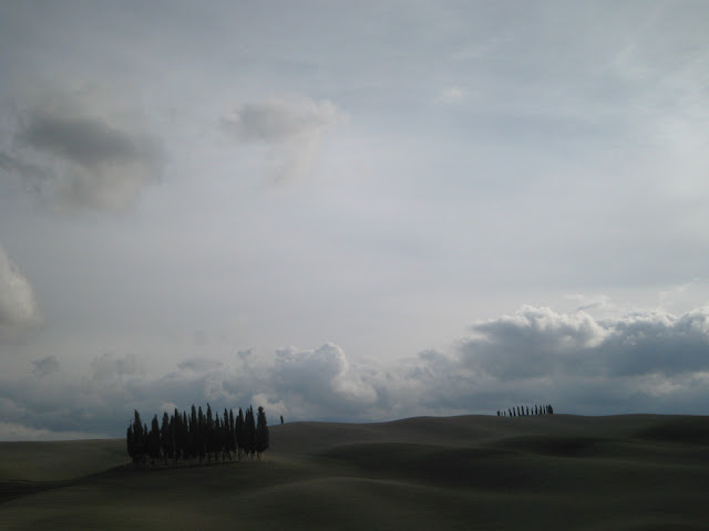 Tuscany's famous group of cypress trees near San Quirico d'Orcia