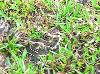 Tarnung einer Jararaca (Viper) getarnte Jararaca