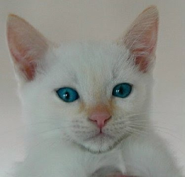 Colorpoint Shorthair | The Life of Animals