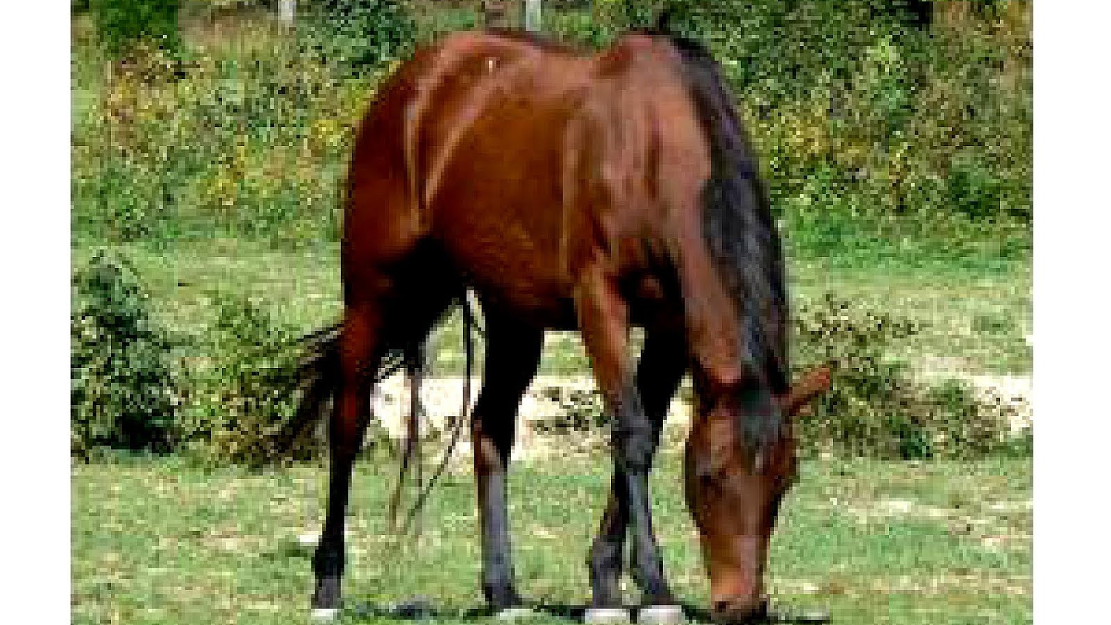 Quarter Horses For Sale In North Carolina Horse Choices