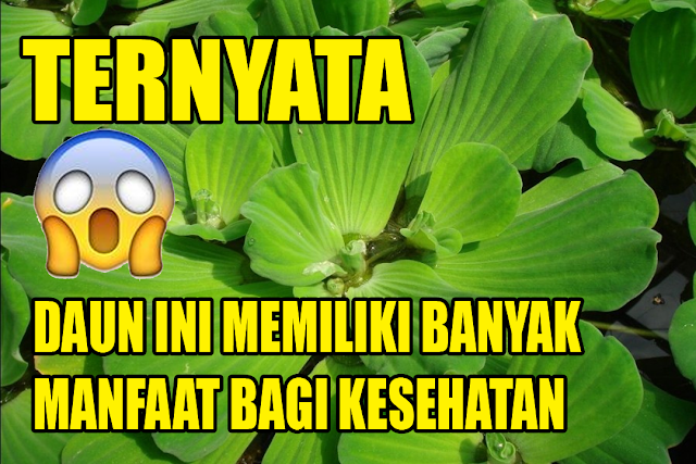 apu2 - Ternyata Daun Apu - Apu mempunyai banyak manfaat bagi kesehatan