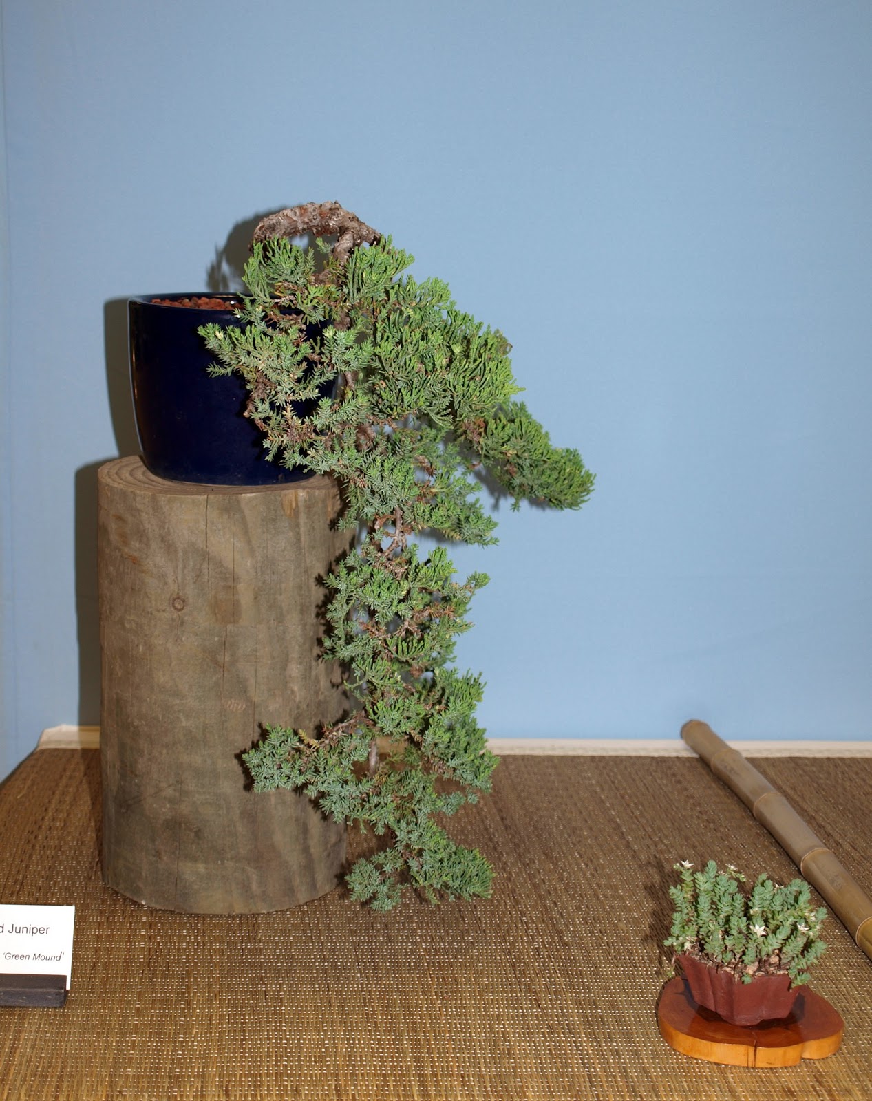 A Life Inspired by Nature Austin Bonsai Show