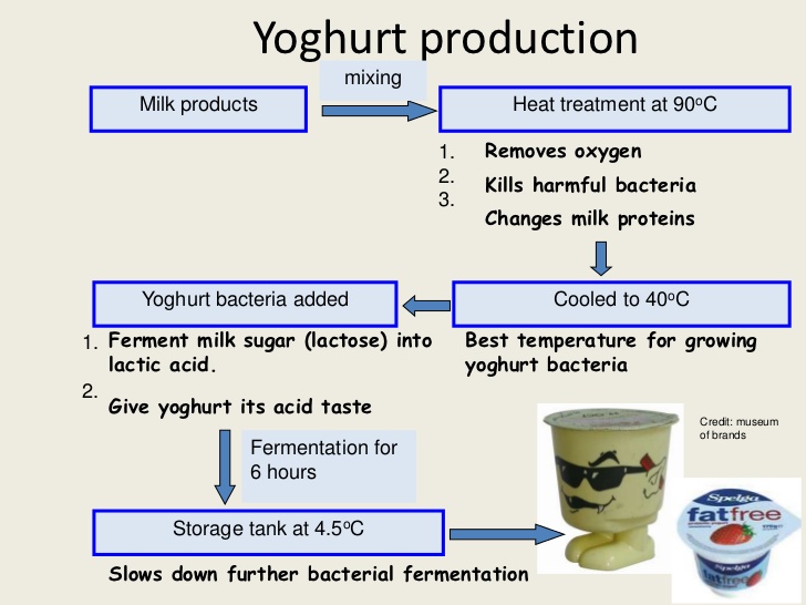 Fermentation Yoghurt Fermentation
